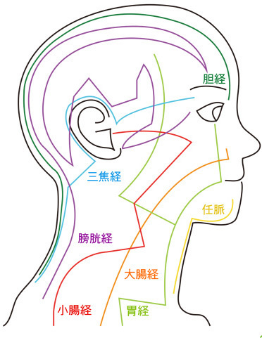 経絡横顔イラスト